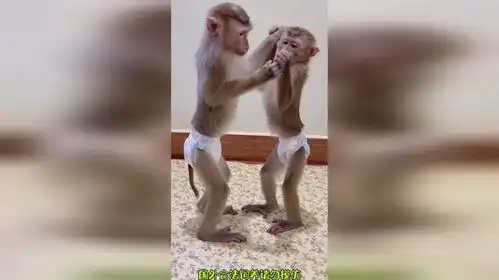 你俩真是太可爱了哈猴子搞笑
