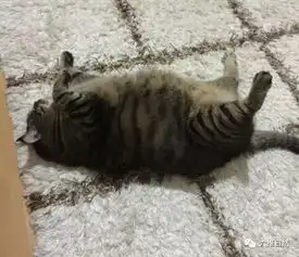 当猫变为大橘猫,是否都开始变懒了
