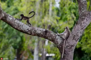 搞笑熊孩子印度顽皮小猴抓住妈妈尾巴荡秋千
