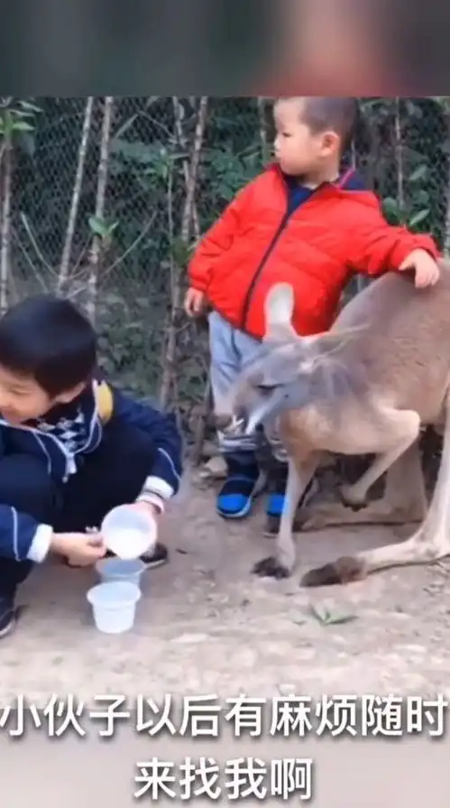 沙雕配音与搞笑袋鼠居然和小孩子称兄道弟
