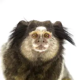 猴年将至世界各地的猴子们纷纷登场卖萌
