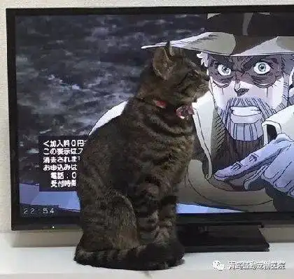 养喵的铲屎官,看个电视也是不容易主子
