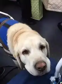第一天上岗的小导盲犬,因为劳累过度躺在地上打起了瞌睡
