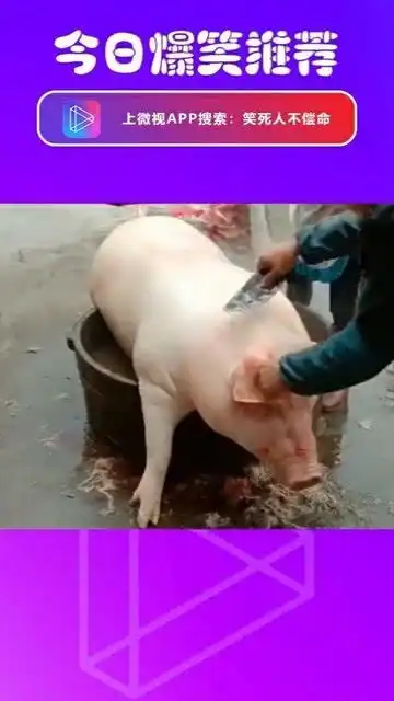 笑死人不偿命猪说好的洗澡,你拿刀干什么
