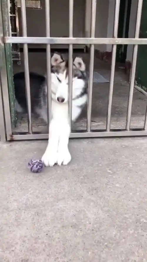 智障哈士奇,笑死人
