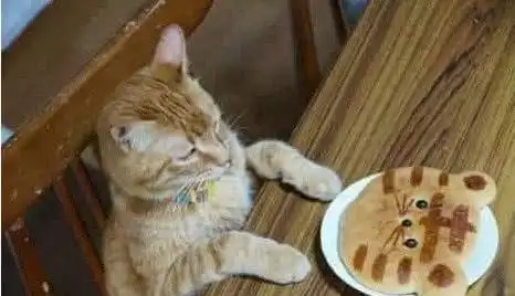 铲屎官给猫咪做了猫脸饼,橘猫看到后蒙圈了铲屎官,几个意思

