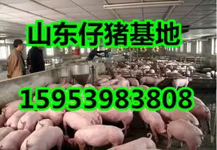 河北仔猪价格走势今日猪仔报价
