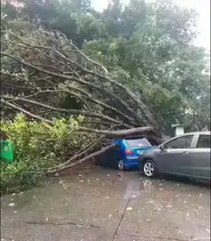 狂风暴雨中,广西的哥突然猛踩刹车让倒下的树砸在车头,都是因为后座的母子
