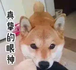 别人是向往的生活,而我是向往的狗子
