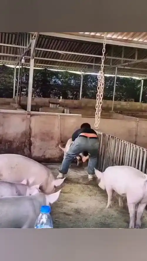 一个人抓猪,下盘一定要稳哦,不然滑倒了搞一脸猪粑粑友情提示,量力而行,切勿模仿二师兄猪事顺利绝对力量吊打二师兄
