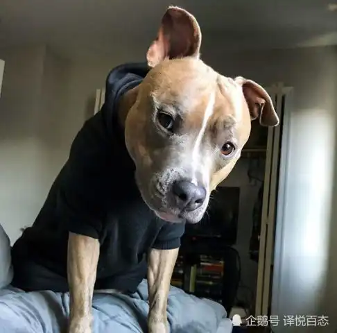 这是谁家的狗睡觉爱四脚朝天,天生就是来搞笑的吧

