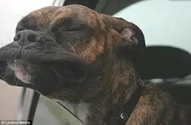 抓拍狗狗坐车兜风的搞笑表情
