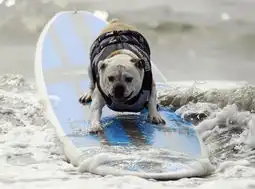 surfsup,dog
