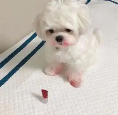 搞笑动图狗哥我帮你按摩
