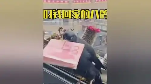 会叼钱回家的鸟,主人彻底实现财富自由搞笑训鸟高手八鸽

