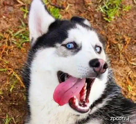 体味超重的三种宠物犬,在夏天无处遁形,有你家狗狗吗

