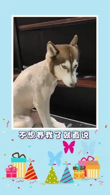 二哈不想要我了就直说,别在这给我搞区别对待

