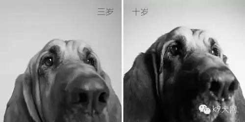 k9告诉你岁月不饶狗,请珍惜陪在你身边的狗狗
