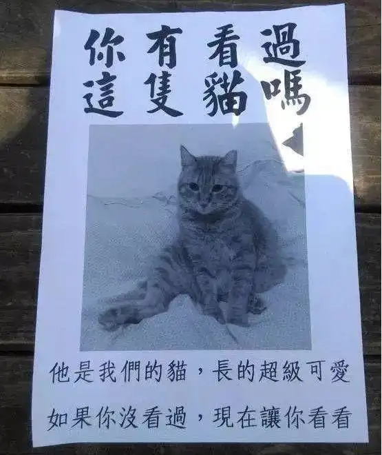 佛系寻猫启事看完太心酸了,怕是找不回来了
