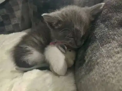 一组治愈的猫咪睡觉图片猫咪果然是冬日里的小温暖呀
