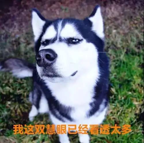 这里发现一只全世界最讨厌过圣诞节的狗子圣诞老人都怕了....
