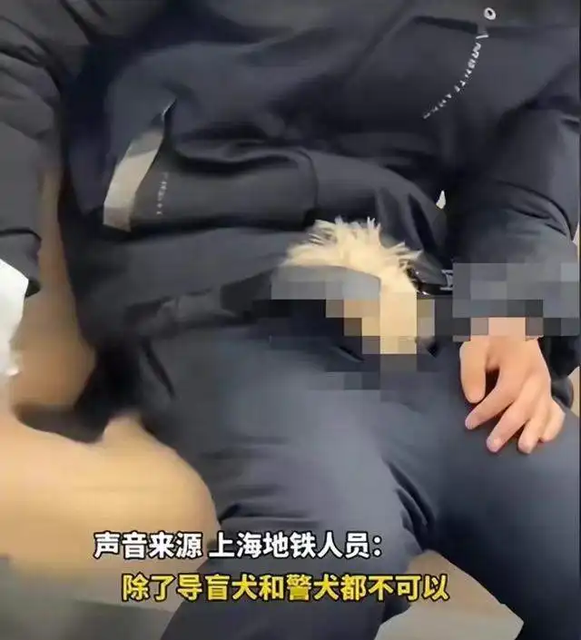 闹大了男子在地铁上搞怪,把小狗藏裤子里,宠物车厢可行
