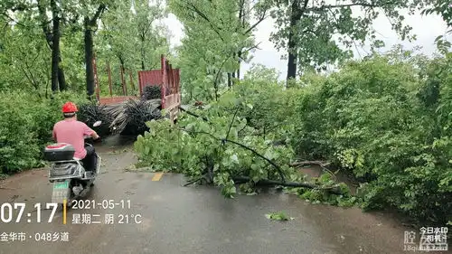 昨晚上的大风大雨,把我们村这么大的行道树都吹断了,
