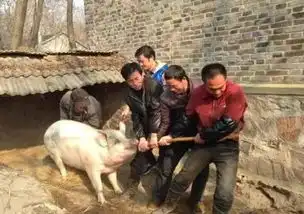 屠夫家的酒总莫名消失,这天回家看到白狐狸,好心救了自己一命
