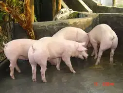 2011年11月猪苗价格行情2011年12月猪子价格
