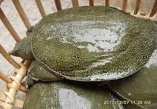 水鱼甲鱼图片高清图片免费下载jpg格式编号15236933千图网
