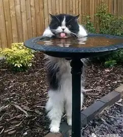 猫片没错我就是来骗你们养猫的
