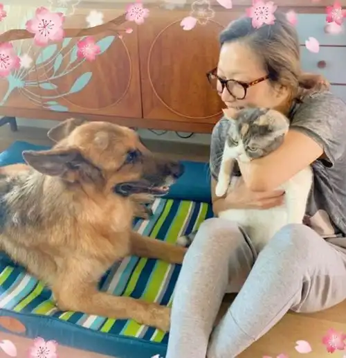 组图郑秀文为15岁爱犬庆生温馨对视亲手做蛋糕感谢陪伴
