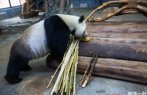 你知道中国最可爱的大熊猫在哪吗说出来你都不信,它在海南岛
