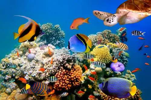 海底生物高清图片素材摄影图下载至来源处
