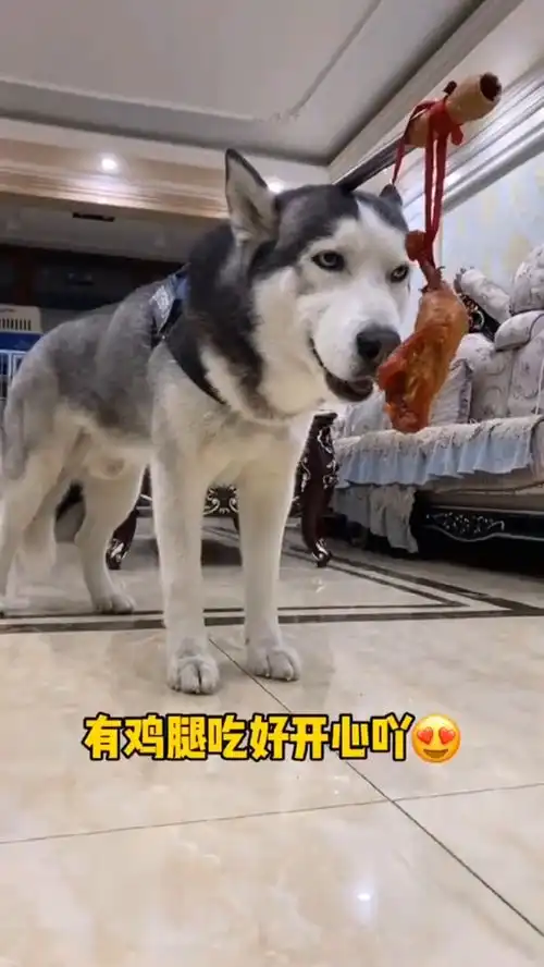 可望而不可及主人竟然把鸡腿绑在二哈身上不让吃狗狗逐渐奔溃太可怜
