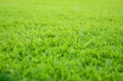 绿色高清草地草坪空背景图摄影图照片摄影图
