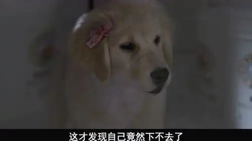 二哈带领5只金毛拉雪橇,完爆专业雪橇犬,一部搞笑宠物电影
