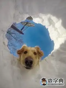 一个被困雪里的人和他家的狗搞笑图片
