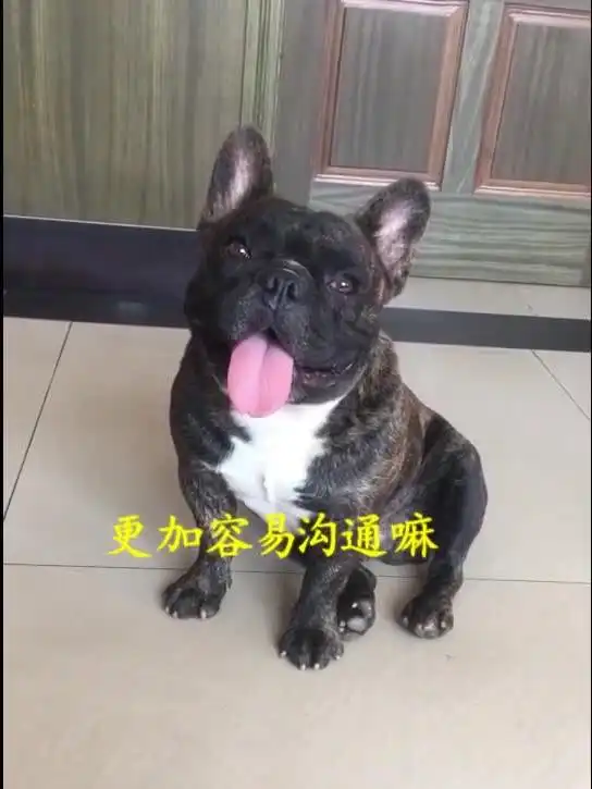 当别人说你黑胖矮傻时如何机智地回答ta
