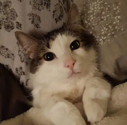 活捉一只正在偷鱼吃的大橘猫6张爆笑的猫咪囧图太萌了

