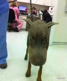 狗狗不小心把蜜蜂给吃了严重过敏咋办
