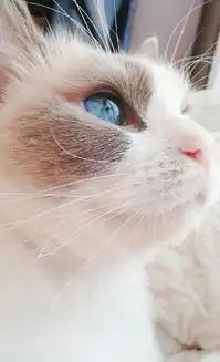 布偶的眼睛真的太好看了
