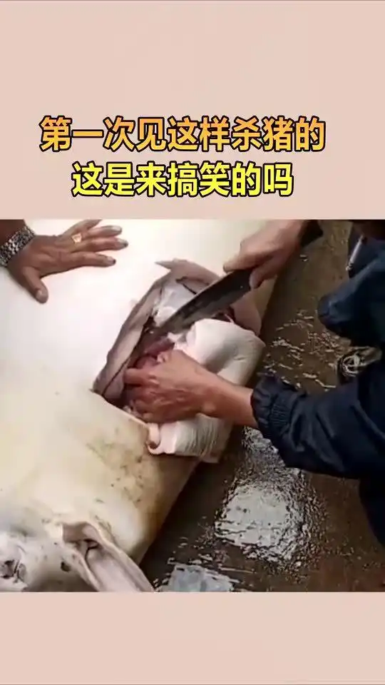 第一次见这样杀猪的,这是来搞笑的吗
