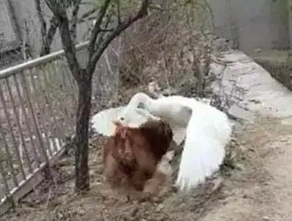 二哈竟敢闯大鹅地盘,差点被打成落水狗
