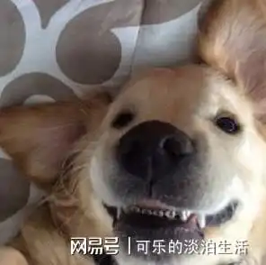 狗狗牙齿不整齐,主人竟然给狗狗戴上了牙套
