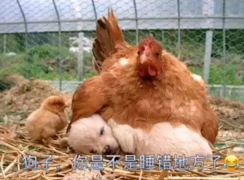 搞笑图片要不是老师说不能乱扔垃圾,不然偶早把你扔出去腾讯新闻
