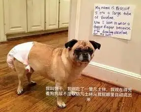 看国外网友如何惩罚狗狗干坏事
