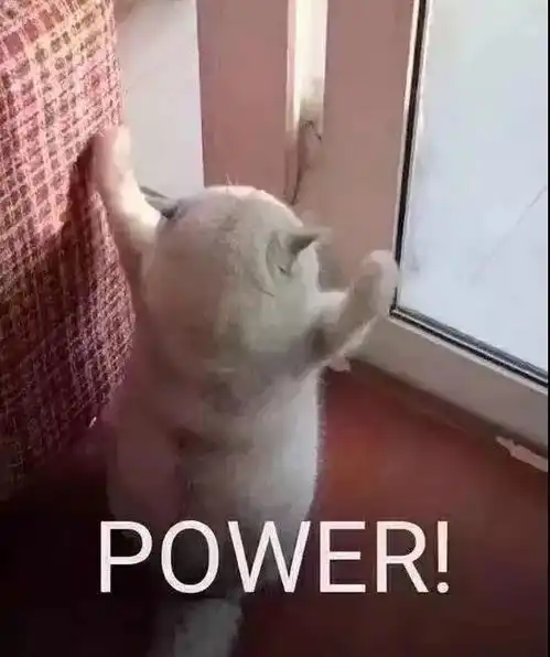这个猫妈妈,是母猫吗
