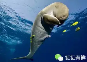 传说中温婉善良的美人鱼,原型居然是这丑货
