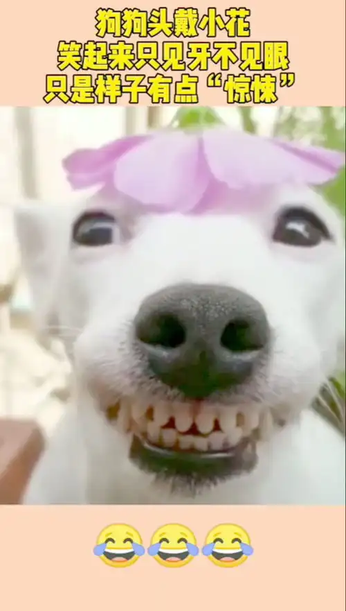 狗狗头戴小花,笑起来只见牙不见眼,只是样子有点惊悚
